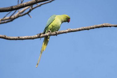 Muhabbet kuşu bir ağaç dalına tünemiş bir gül portresi halkalı 