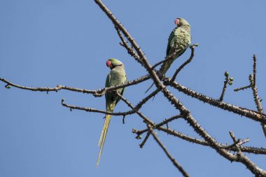 Gül çifti bir ağaç dalına tünemiş muhabbet kuşu halkalı 
