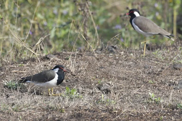 Red Wattled Lapwing Assis Sur Les Oeufs Incubation Sol — Photo