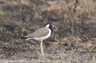 Kuş: Kırmızı yuvaya uyarı duran kız kuşu Wattled.