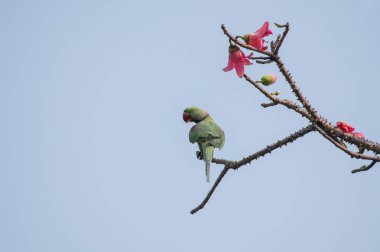Kuş: İskenderiye muhabbet kuşu bir ağaç dalına tünemiş. 