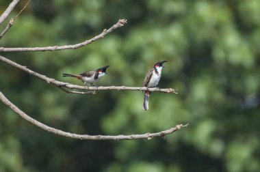 Kuş: Kırmızı bıyıklı Bulbul çifti bir dal üzerinde tünemiş.