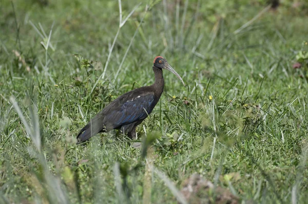 Птица Red Naped Ibis Searching Food Wetland — стоковое фото