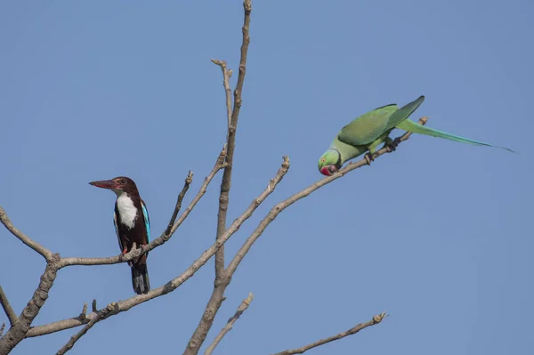 Bird White Throated Kingfisher Rose Parakeet Perched Tree — стоковое фото