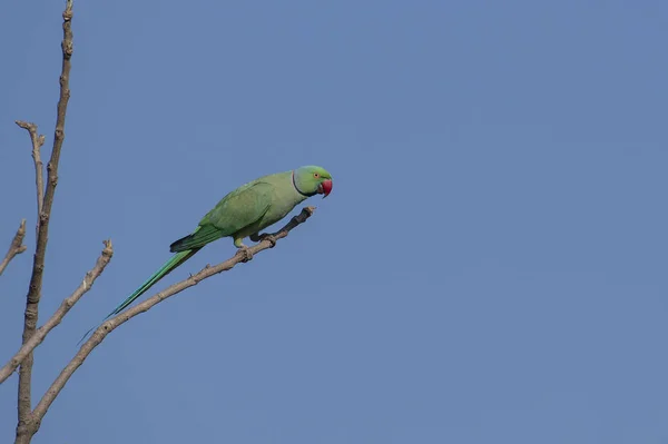 Πουλί Rose Δακτυλιώθηκε Parakeet Σκαρφαλωμένο Στο Κλαδί Ενός Δέντρου Εικόνα Αρχείου