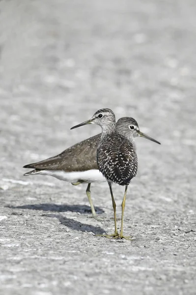 Pták Dvojice Sandpiper Hledání Potravy — Stock fotografie