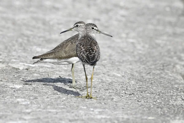 Pták Dvojice Sandpiper Hledání Potravy — Stock fotografie