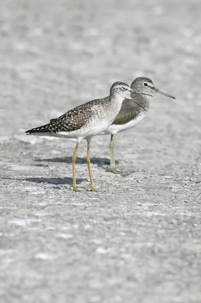 Pták Dvojice Sandpiper Hledání Potravy — Stock fotografie