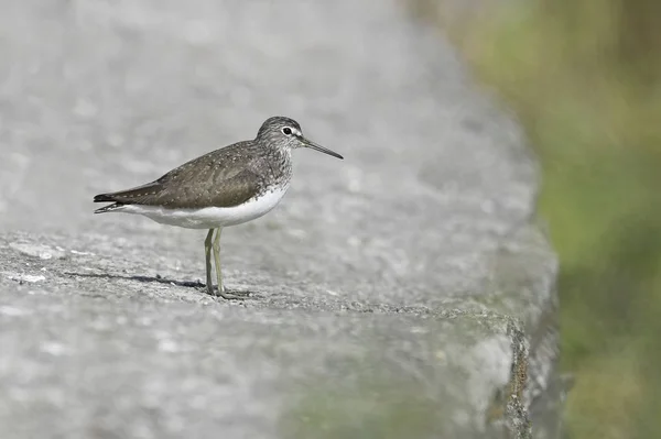 Pták Portrét Sandpiper — Stock fotografie