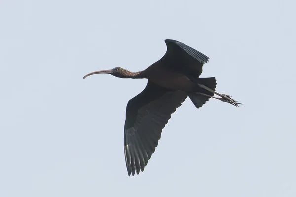 Πουλί Κοντινό Του Ανώριμο Γυαλιστερό Ibis Στην Πτήση — Φωτογραφία Αρχείου