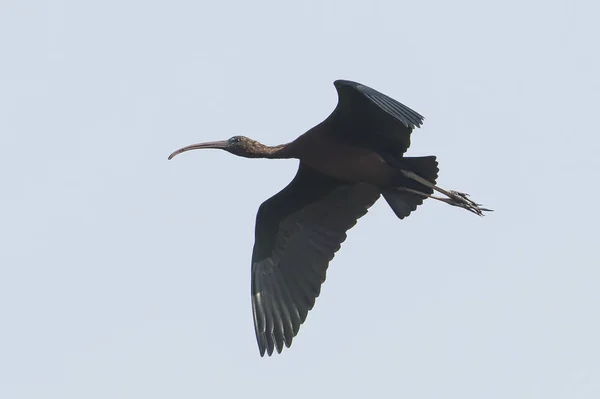 Vogel Nahaufnahme Unreifer Hochglanz Ibisse Flug — Stockfoto