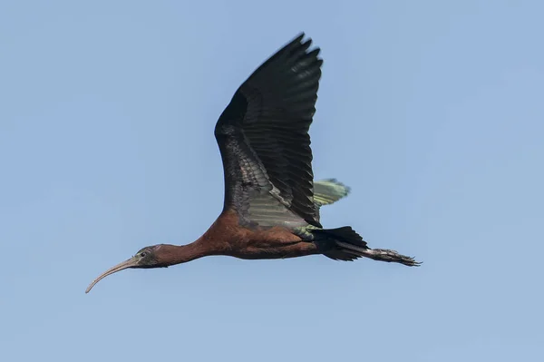 Vogel Hochglanz Ibisse Flug Aus Nächster Nähe — Stockfoto