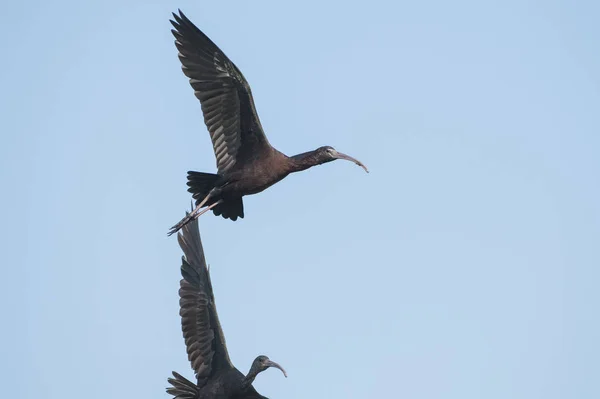 Bird Закрытие Mature Gensy Ibis Полете — стоковое фото