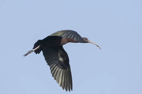 Bird Закрытие Mature Gensy Ibis Полете — стоковое фото