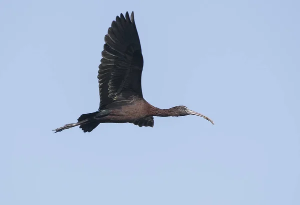 Ptáček Portrét Ibis Zralým Lesklým Letem — Stock fotografie