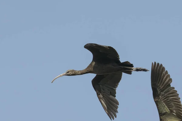 Πουλί Κοντινό Επάνω Από Ώριμο Γυαλιστερό Ibis Στην Πτήση — Φωτογραφία Αρχείου
