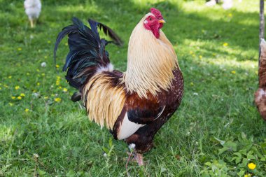 Çimenlerin üzerinde güzel bir horoz