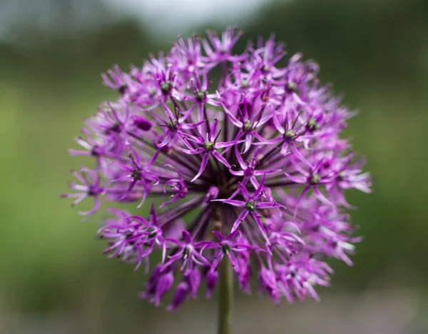 Blooming Decorative Bow Lilac Color — Stock Photo, Image