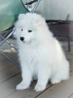Samoylu bir köpek yavrusu tahta bir verandada oturur.