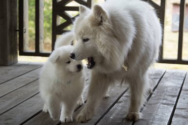 Küçük Samoyed köpeği anne köpeğine sevgiyle bakar.