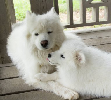 Samoyed köpek yavrusu nazikçe anne köpeğe sokulur.