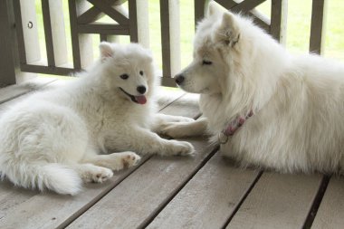 Samoylu bir köpek ve anne köpeği tahta bir verandada yatıyor.