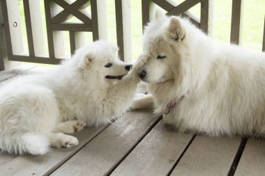 Samoyed köpeği yavrusu annesiyle oynar.