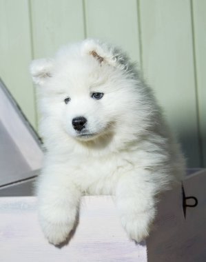 Kar beyazı Samoyed köpeği ahşap bir sandıktan çıkıyor.
