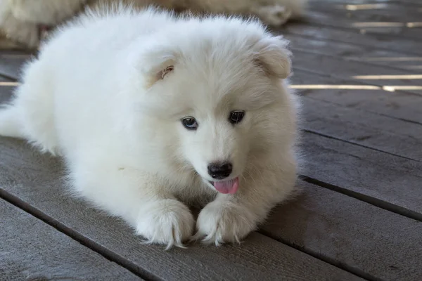 Cachorro Samoyed Está Acostado Una Veranda Madera —  Fotos de Stock