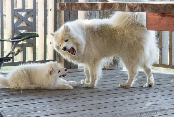 Een Kleine Samoyed Puppy Kijkt Liefdevol Naar Zijn Moederhond — Stockfoto