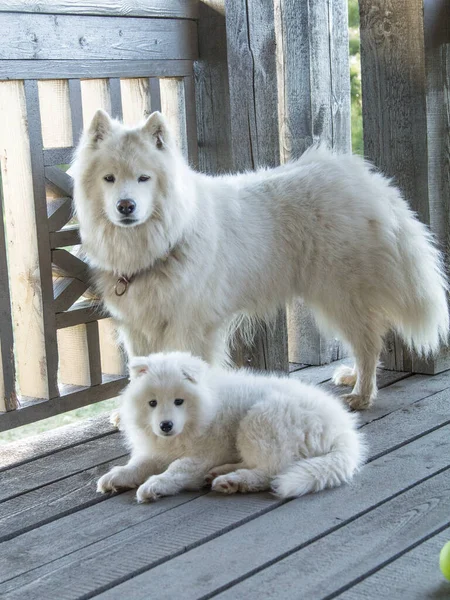 Ένα Κουτάβι Samoyed Σκυλί Της Μητέρας Του Βρίσκεται Μια Ξύλινη — Φωτογραφία Αρχείου