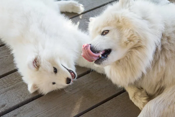 Ένα Μικρό Κουτάβι Samoyed Κοιτάζει Αγάπη Σκυλί Της Μητέρας Του — Φωτογραφία Αρχείου