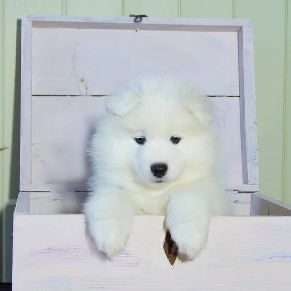 Kar beyazı Samoyed köpeği ahşap bir sandıktan çıkıyor.