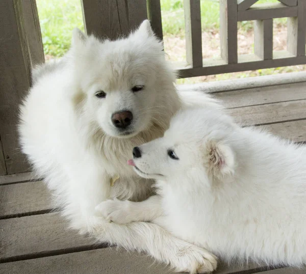 Samoyed Κουτάβι Αγκαλιάζει Απαλά Μέχρι Μητέρα Του Σκύλου — Φωτογραφία Αρχείου