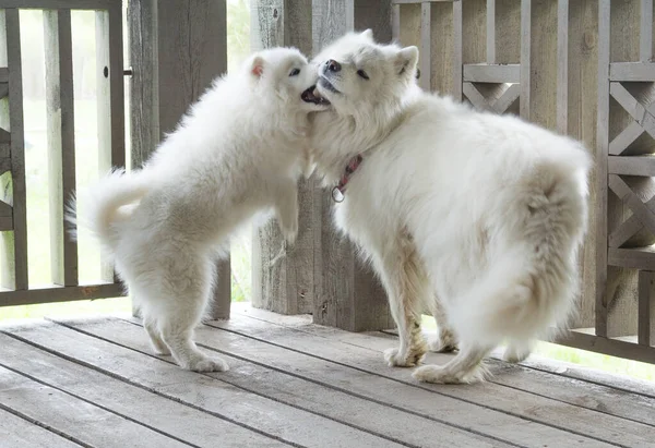 Cucciolo Cane Samoyed Gioca Con Sua Madre — Foto Stock