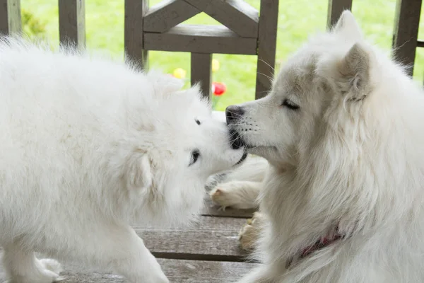 Malé Samoyed Štěně Dívá Láskyplně Svého Psa — Stock fotografie