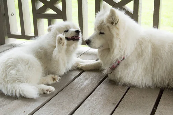 Cachorro Cão Samoyed Brinca Com Sua Mãe — Fotografia de Stock