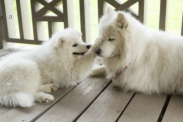 一只萨摩亚小狗和它的母亲玩耍 — 图库照片