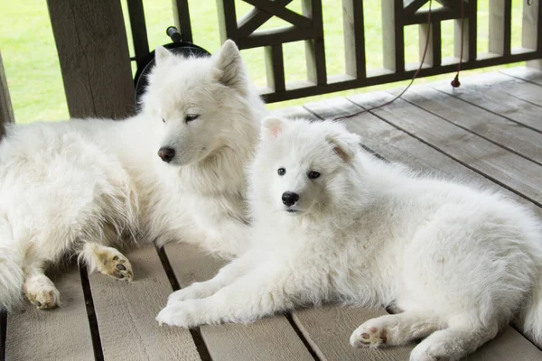 Ένα Κουτάβι Samoyed Βρίσκεται Μια Ξύλινη Βεράντα Σκυλί Μητέρα Του — Φωτογραφία Αρχείου