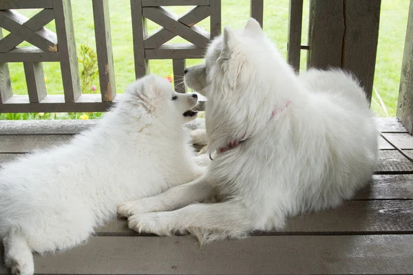 Ένα Μικρό Κουτάβι Samoyed Κοιτάζει Αγάπη Σκυλί Της Μητέρας Του — Φωτογραφία Αρχείου