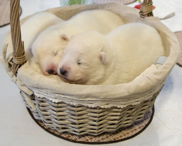 Cachorros Pequeños Samoyed Dormir Una Canasta Mimbre —  Fotos de Stock