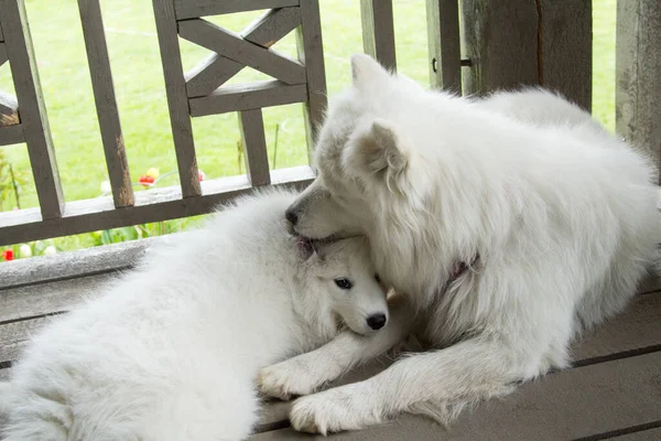 Cucciolo Samoyed Coccola Delicatamente Fino Suo Cane Madre — Foto Stock