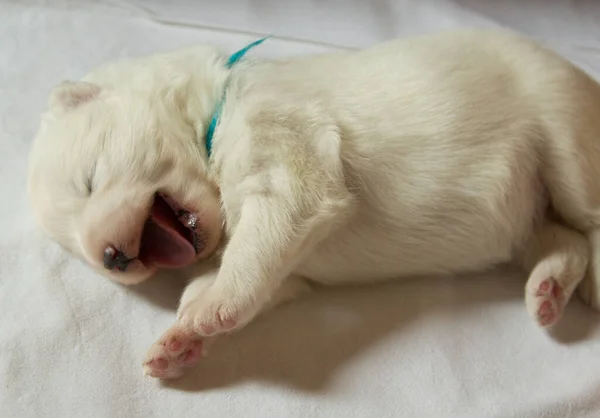 Pequeño Cachorro Samoyedo Bosteza Mientras Duerme —  Fotos de Stock