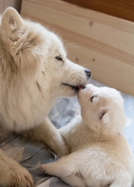 Samoyed yavrusu nazikçe anne köpeğine sokulur.