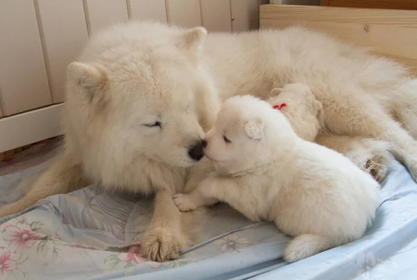 Cachorro Samoyed Suavemente Acurruca Hasta Perro Madre —  Fotos de Stock