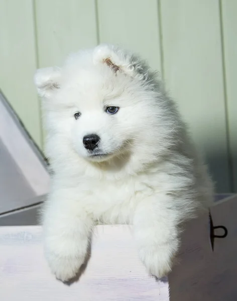 Snow White Samoyed Puppy Gets Out Wooden Chest — Stock Photo, Image