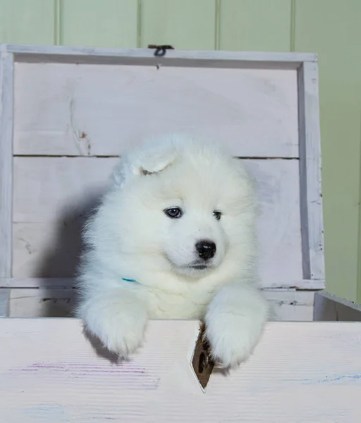 Snow White Samoyed Puppy Gets Out Wooden Chest — Stock Photo, Image