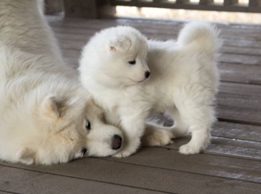 Samoyed köpek yavrusu annesine sokulmuş.