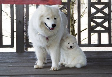 Samoyed köpek yavrusu annesine sokulmuş.