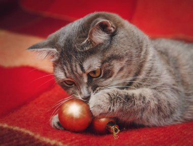 Noel şirin Scotish kedi Noel topları ile oynuyor. Kareli ekose